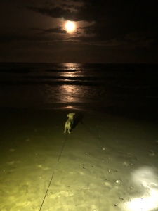 Yeti the Schnoodle staring at the moon Hunting Island State Park